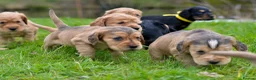 Cocker Spaniel dogs for sale: Stunning Cocker Spaniel Puppies  - Advert 14