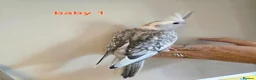 Cockatiels birds for sale: 3 white & grey pearl cockatiels  - Advert 3