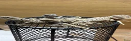 Bearded Dragon reptiles for sale: Friendly baby bearded dragons - Advert 9