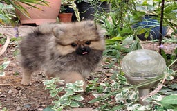 Pomeranian dogs for sale: Pom puppys with Kc reg , pedigree for sale in Taunton - Image 28