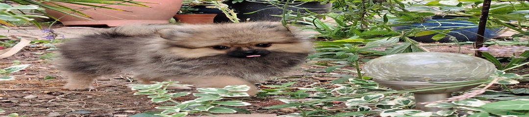 Pomeranian Puppy 6