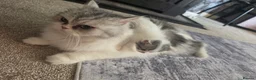 Persian cats for sale: 🐾 Beautiful Kitten Looking for Her Forever Home  - Advert 5