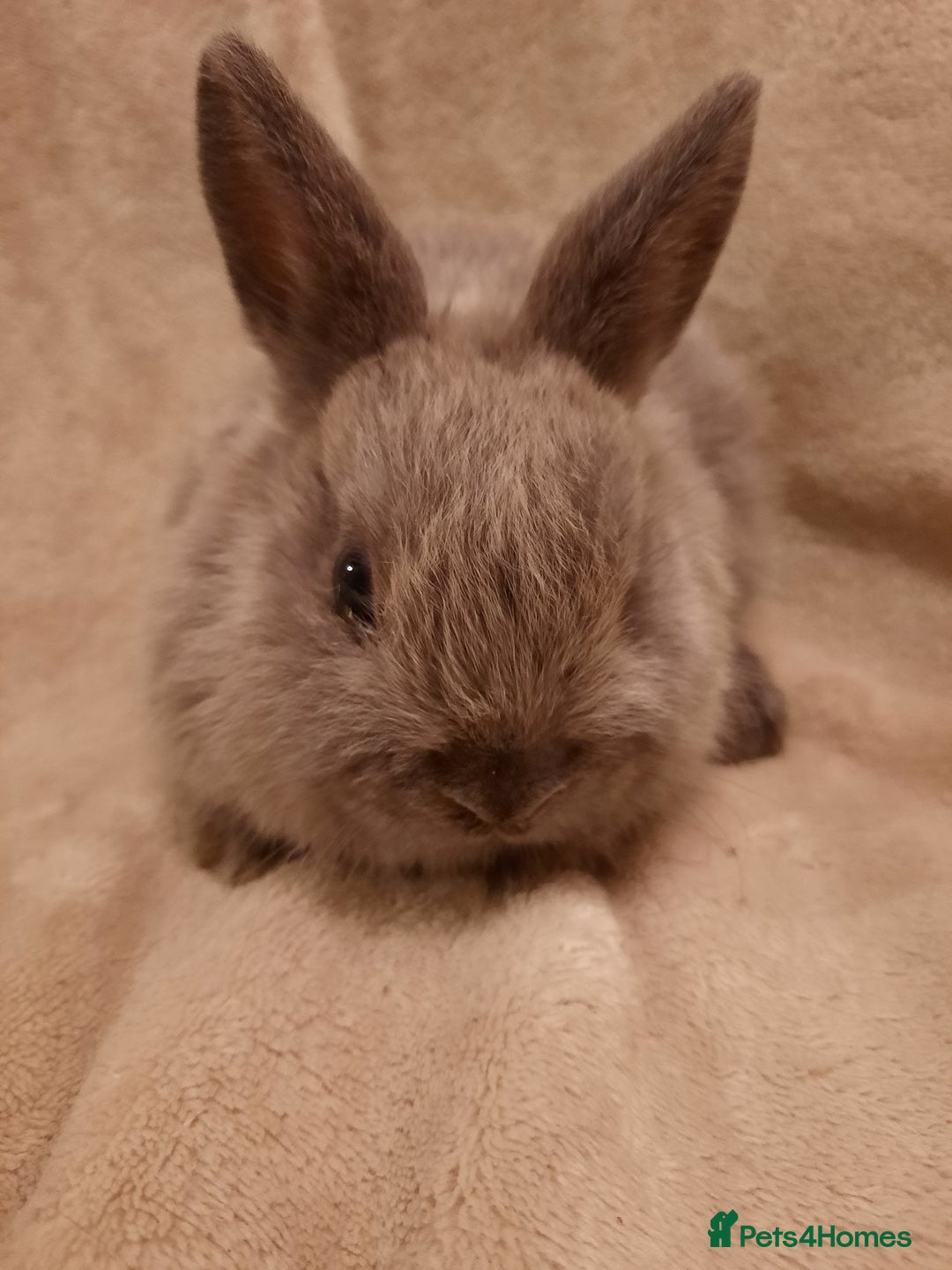 Netherland Dwarf rabbits for sale: Six Litters Of Netherland Dwarf Babies - Advert 4