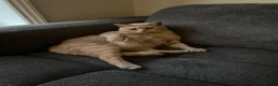 British Shorthair cats for sale: Muffin and pumpkin, both 4 year old house cats - Advert 4