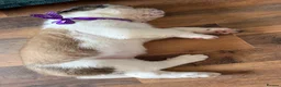 Saint Bernard dogs for sale: Exceptional St Bernard Puppies - Advert 16