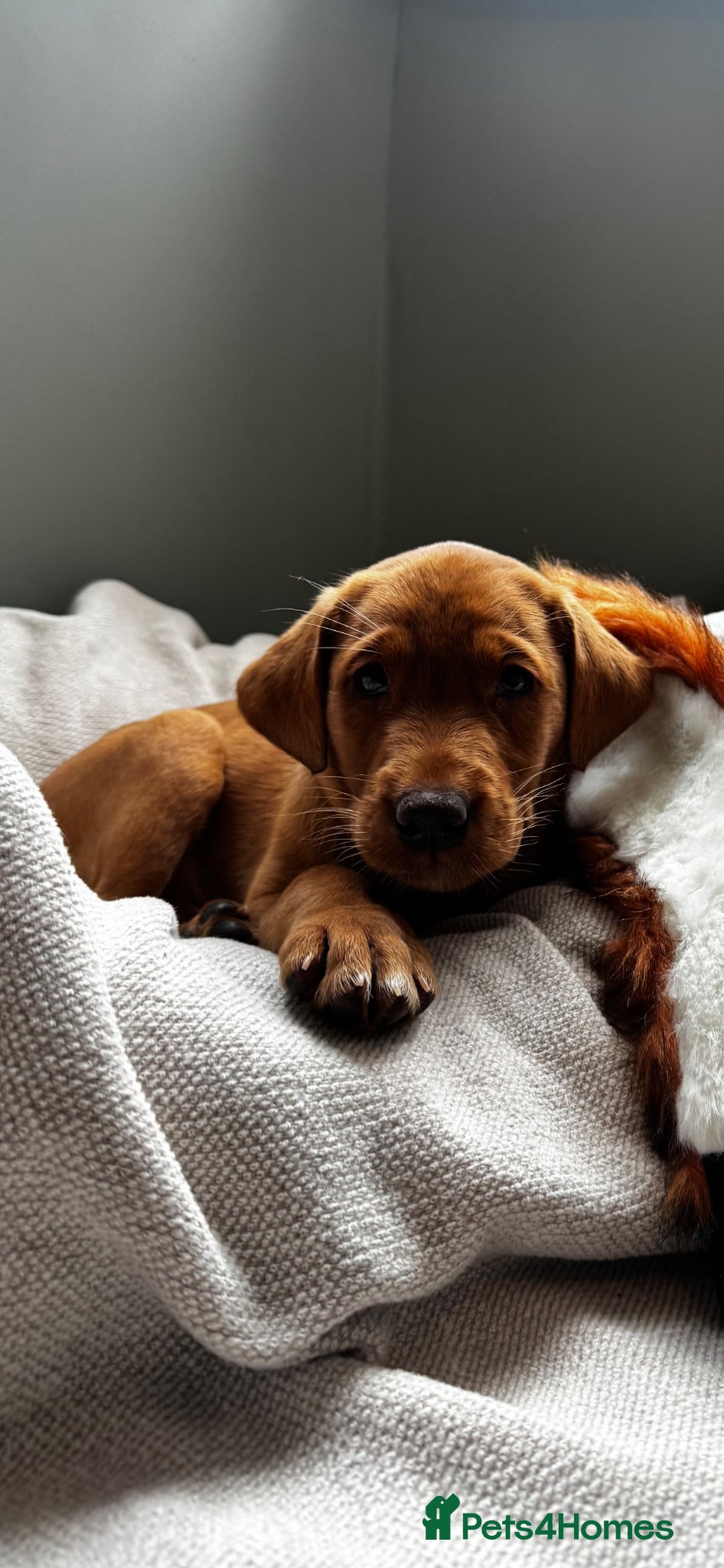 Labrador Retriever dogs for sale: KC Stunning Dark Fox Red Labrador Puppies - Advert 7