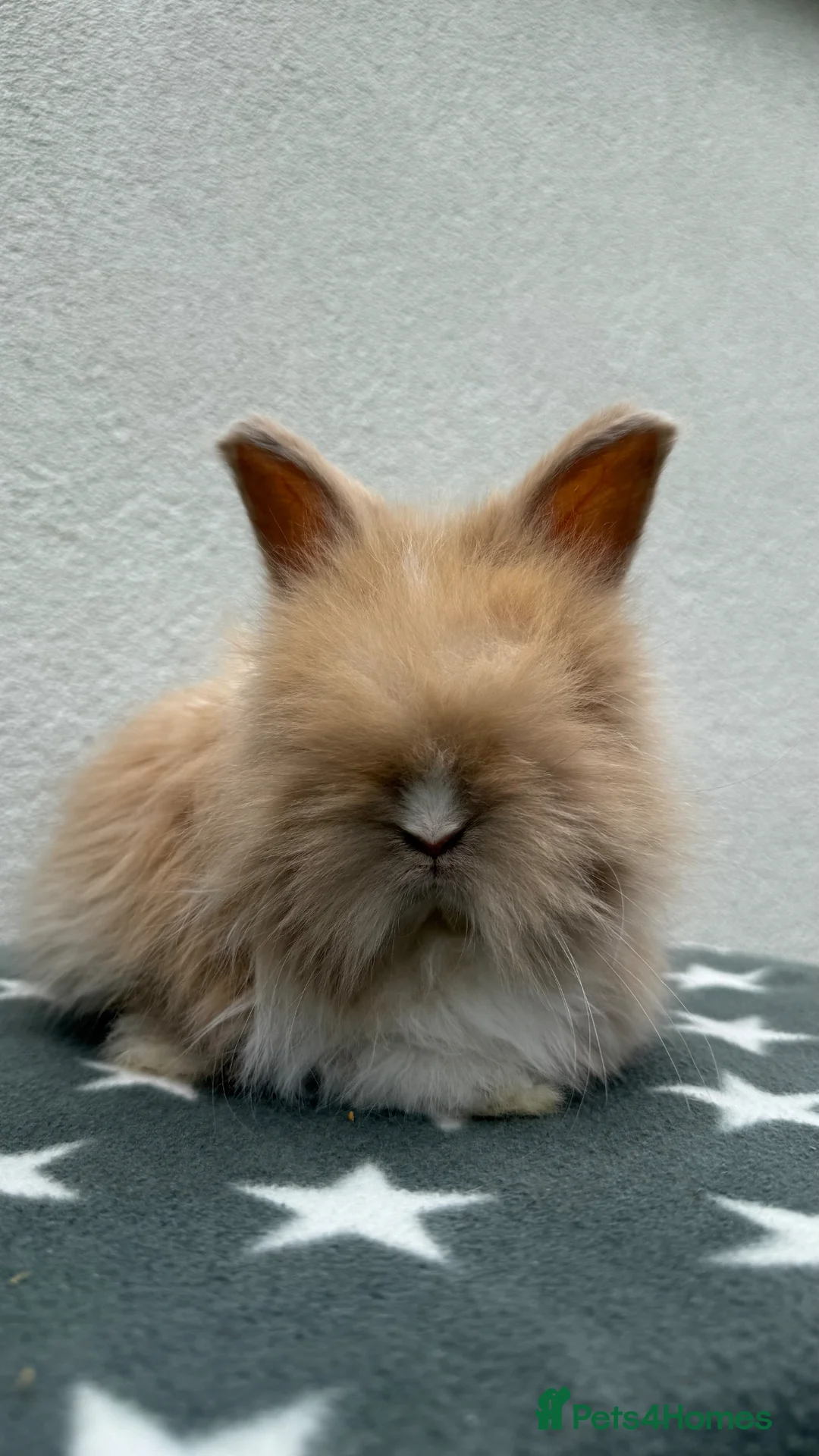 Angora rabbits for sale: Two English Angora Girls in Macclesfield - Advert 13