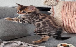 Bengal cats for sale: 💎Cashmere Bengal kittens (Bengal- Longhair) 💎 - Image 15