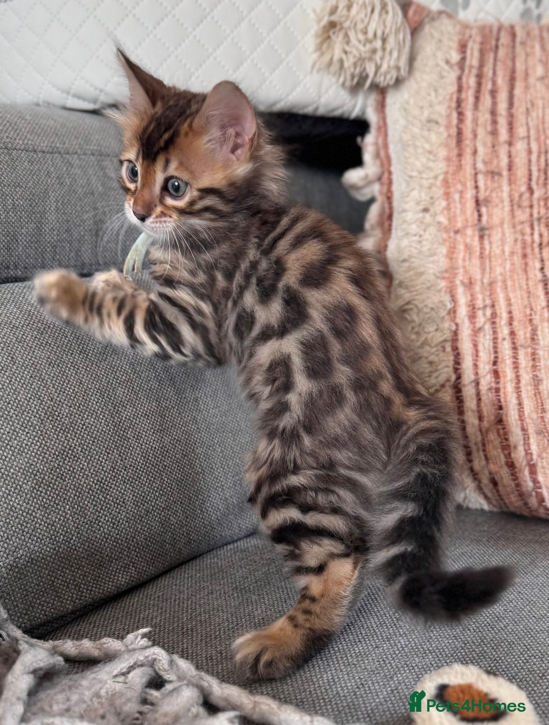 Bengal cats for sale: 💎Cashmere Bengal kittens (Bengal- Longhair) 💎 - Image 15