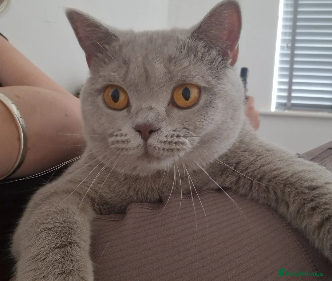 British Shorthair cats for sale: Beautiful Fawn GCCF British Shorthair Girl  🐾 - Advert 4