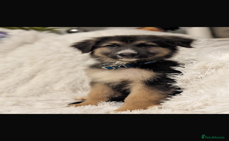 German Shepherd dogs - Advert 1