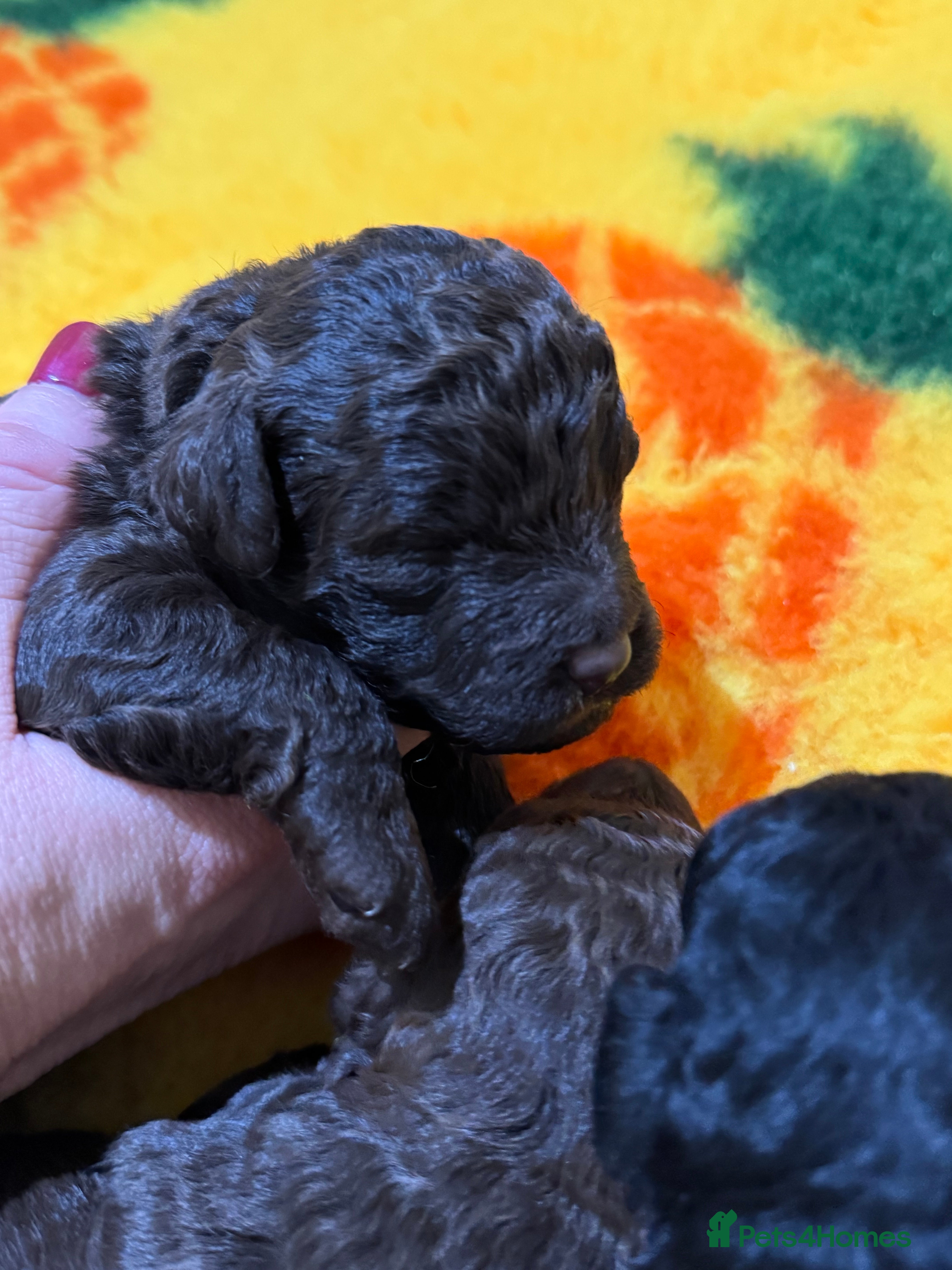 Aussiedoodle dogs Miniature Aussiedoodle Pups 🐾 ❤️ - Advert 1