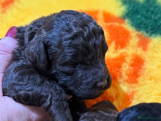 Aussiedoodle dogs Miniature Aussiedoodle Pups 🐾 ❤️ - Advert 13