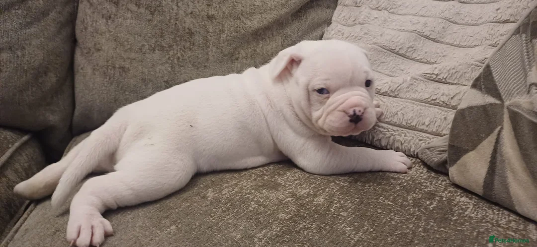 American Bulldog dogs for sale: American Bulldog pup - Advert 7
