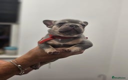 French Bulldog dogs for sale: 6 French Bulldog puppies (3 girls, 3 boys) - Image 13
