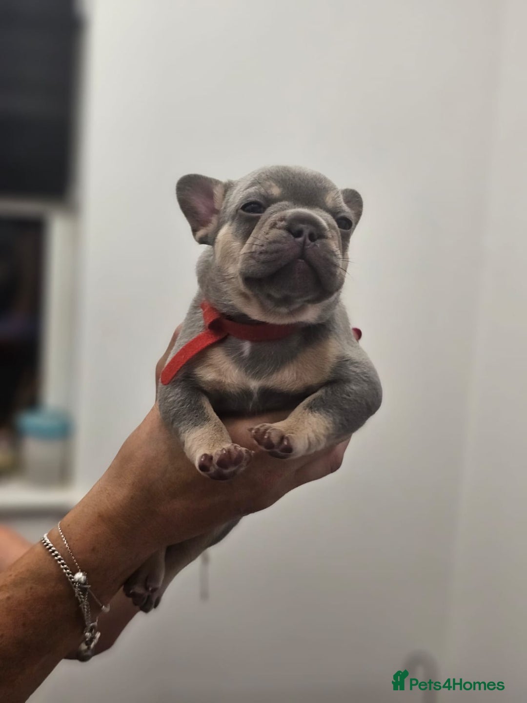 French Bulldog dogs for sale: 6 French Bulldog puppies (3 girls, 3 boys) - Image 13