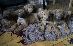 Rhodesian Ridgeback dogs for sale: LADYLIUWA KC REG. LITTER: LAST TWO PUPS FOR SALE in Grantham - Image 23