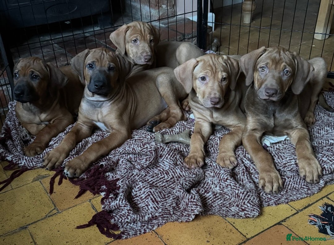 Rhodesian Ridgeback dogs for sale: LADYLIUWA KC REG. LITTER: LAST TWO PUPS FOR SALE in Grantham - Image 23