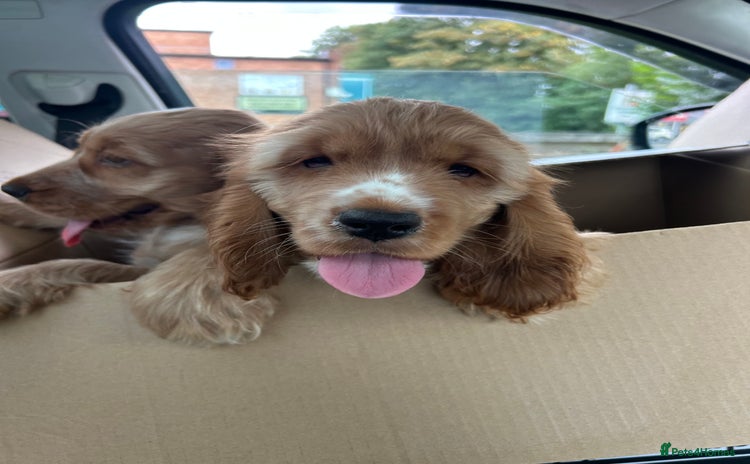 Cocker Spaniel dogs - Advert 3
