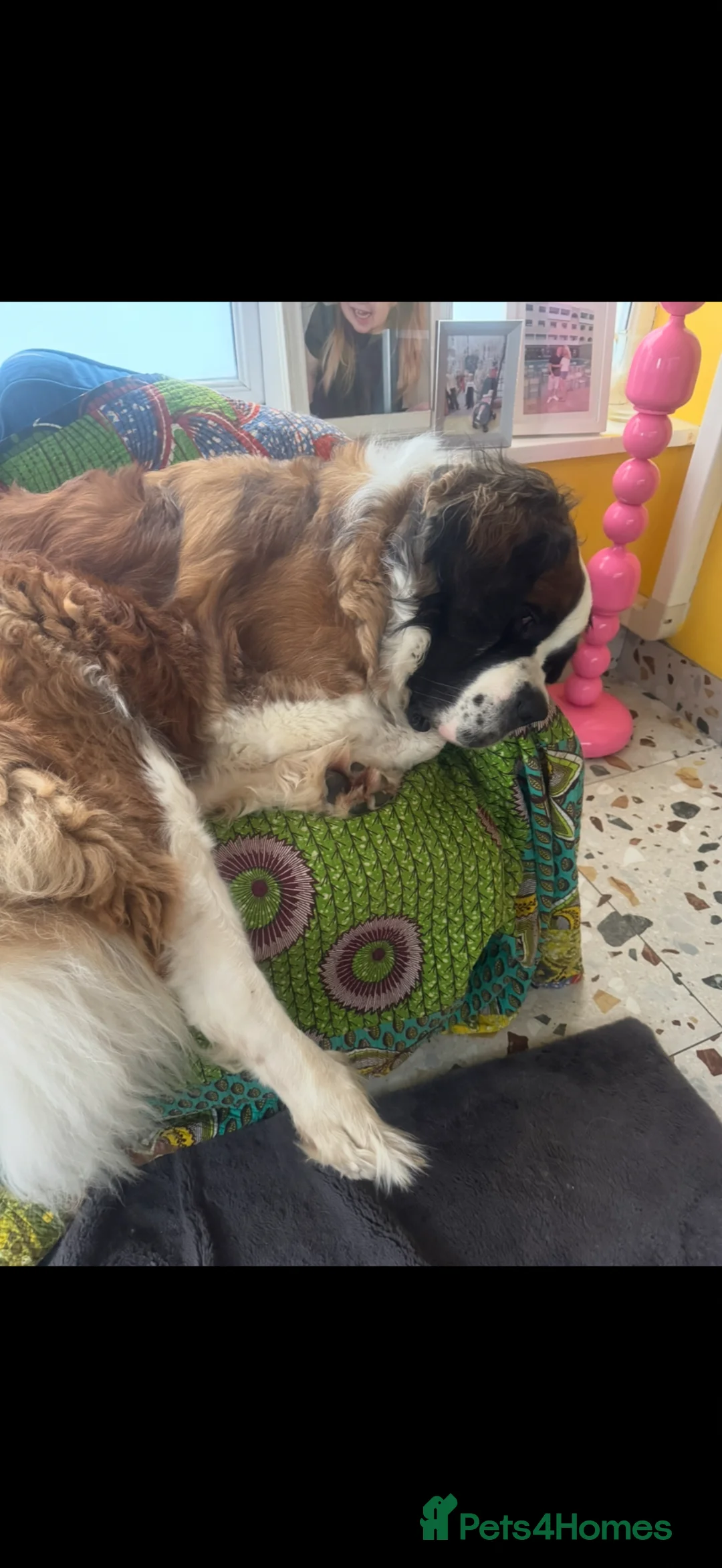 Saint Bernard dogs for sale: Saint Bernard female - 3 years old - Advert 2