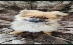 Pomeranian dogs for sale: Fluffy pomeranian looking new home - Image 7