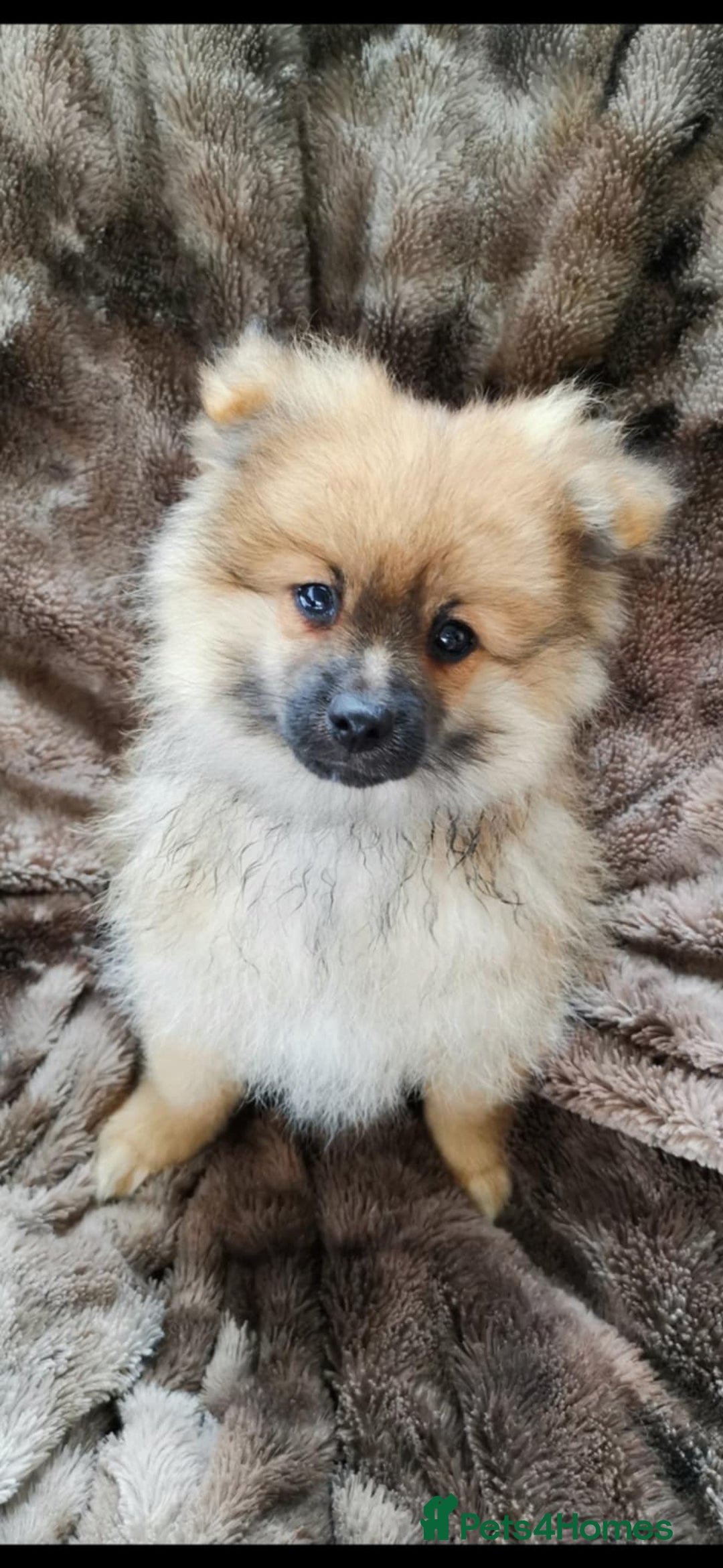 Pomeranian dogs for sale: Fluffy pomeranian looking new home - Image 7
