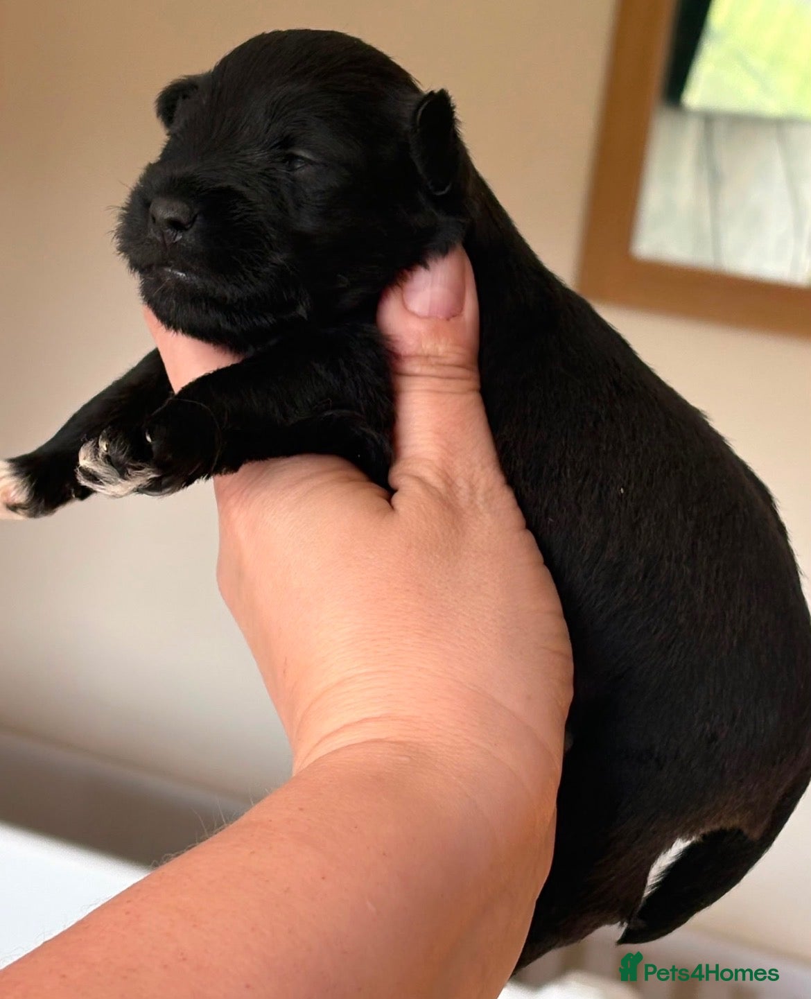 Miniature Schnauzer dogs KC BVA/MAC Health Tested Miniature Schnauzers  - Advert 11