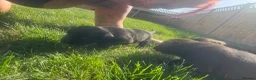 Mixed Breed dogs for sale: LAST PUP AVAILABLE  - Advert 12