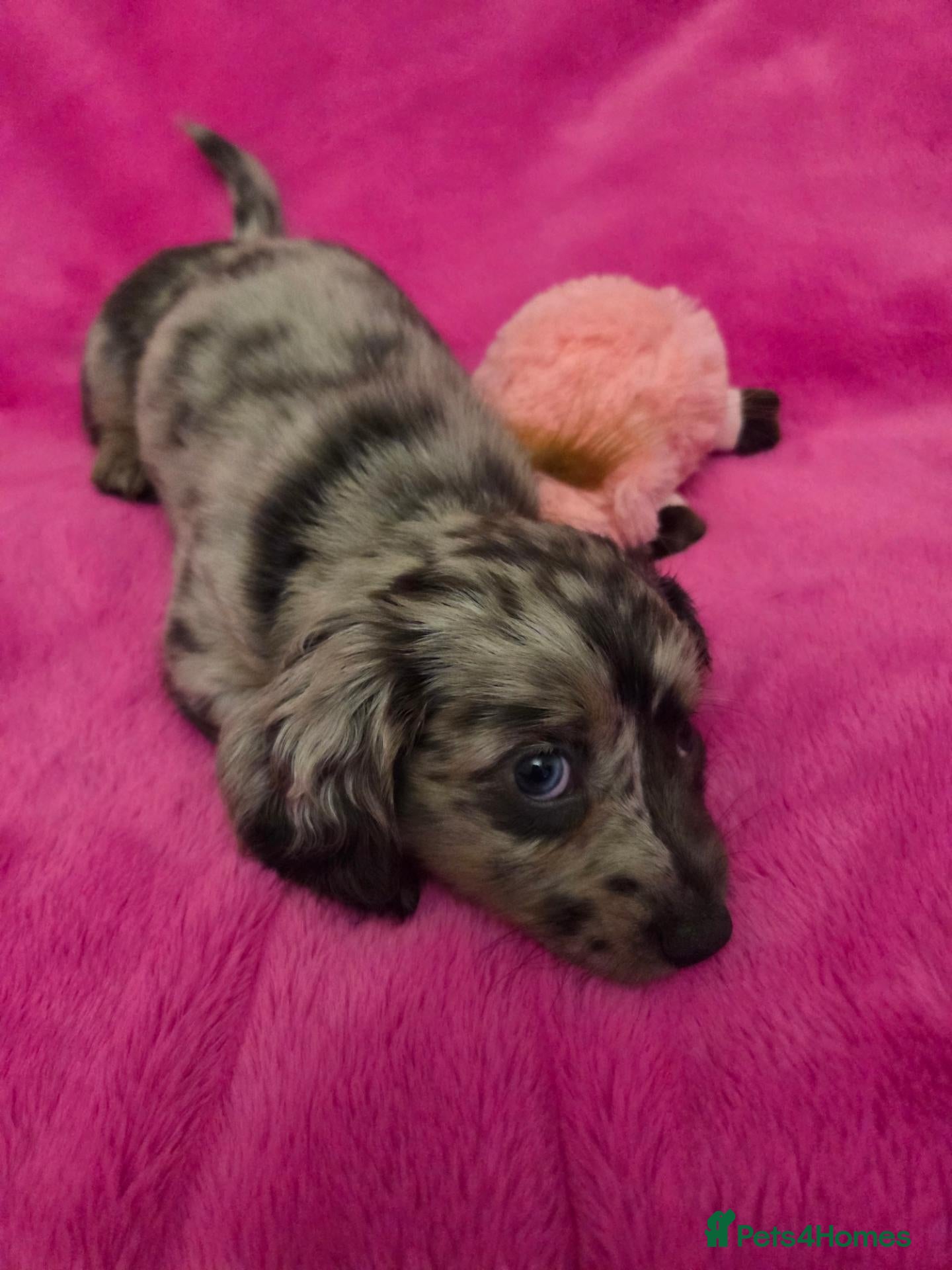 Miniature Dachshund dogs Mini longhaired dachshunds  - Advert 16