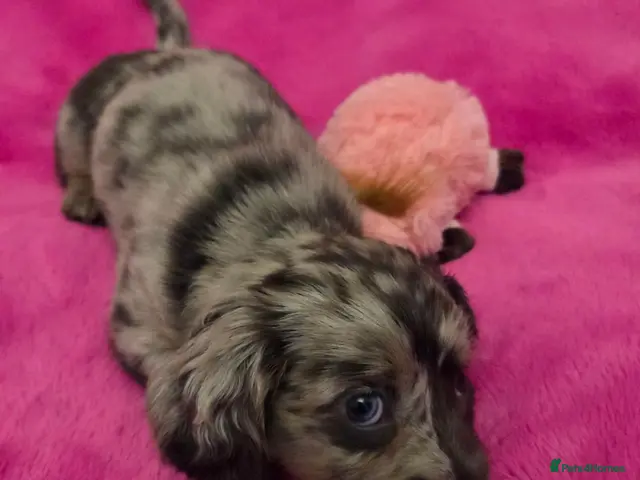Miniature Dachshund dogs Mini longhaired dachshunds - Advert 6