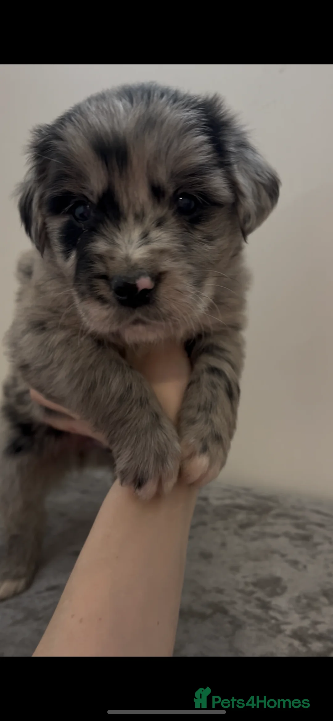 Mixed Breed dogs for sale: Australian Shepherd x Golden Retriever Merle&black - Advert 10