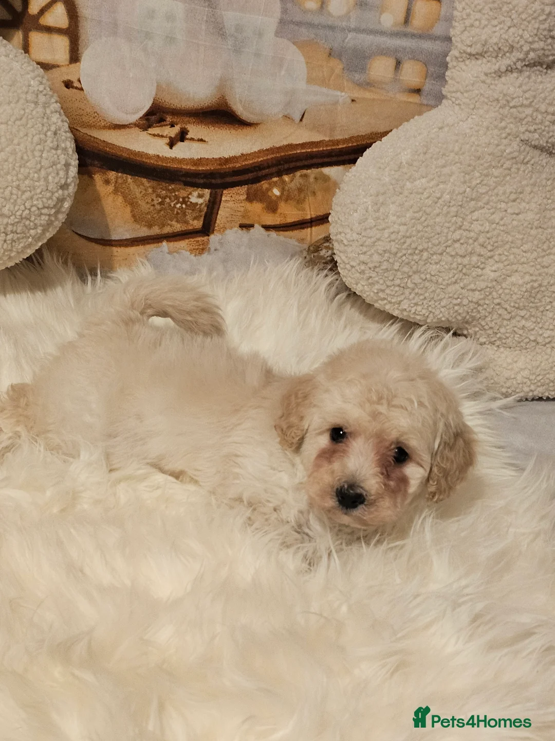 Maltipoo dogs for sale: 🐶 Beautiful Apricot Maltipoo Puppies for Sale 🐶 - Advert 20