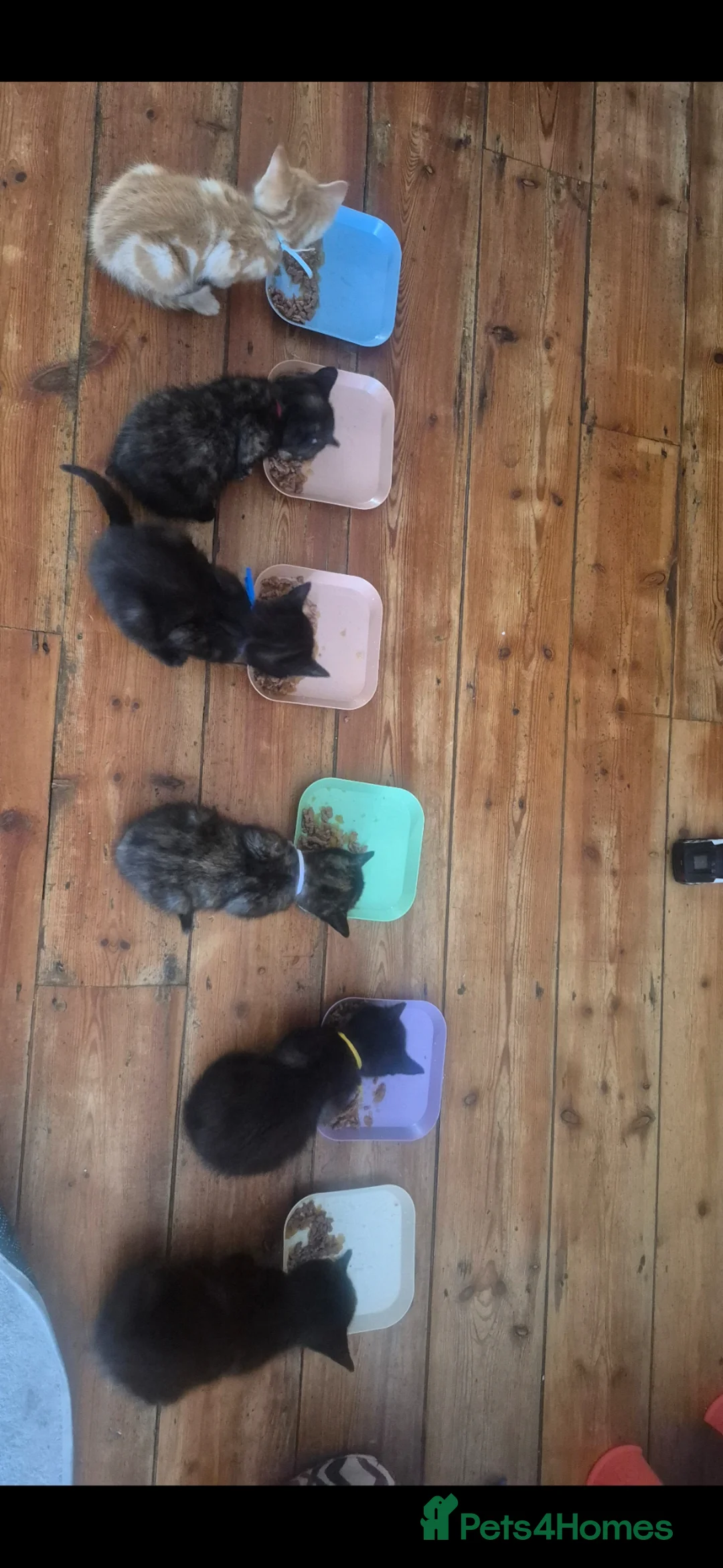 Ragamese cats for sale: Ready to go... 4 Ragamese Kittens  in Ilford - Advert 2