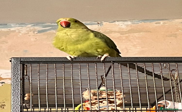 Ringnecks birds - Advert 1