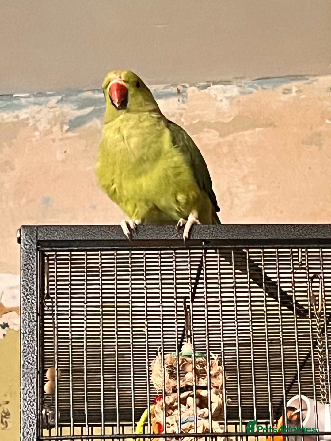 Ringnecks birds for sale: Female Ringneck  - Image 1