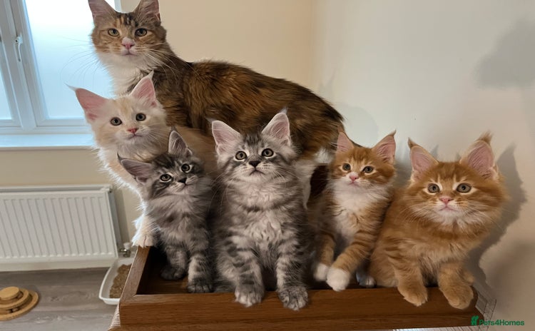 Maine Coon cats - Advert 16