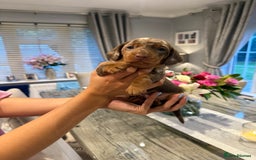 Miniature Dachshund dogs for sale: CREDIT CARDS ACCEPTED ⭐️  in Bishop's Stortford - Image 2
