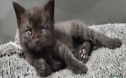 Mixed Breed cats for sale: 4 Adorable Kittens  - Image 6