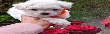 Bichon Frise Puppy 5 (Orange)