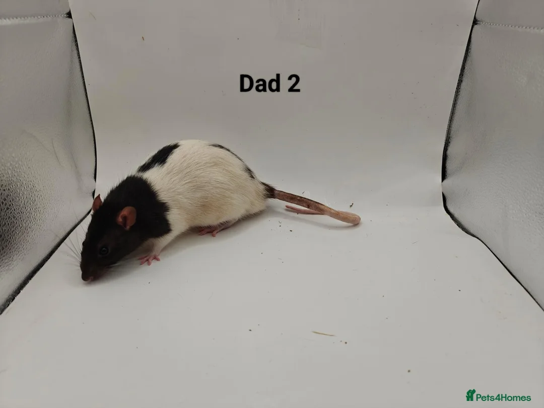Rat rodents for sale: 🐀October Rats Are Here!🐀 - Advert 7