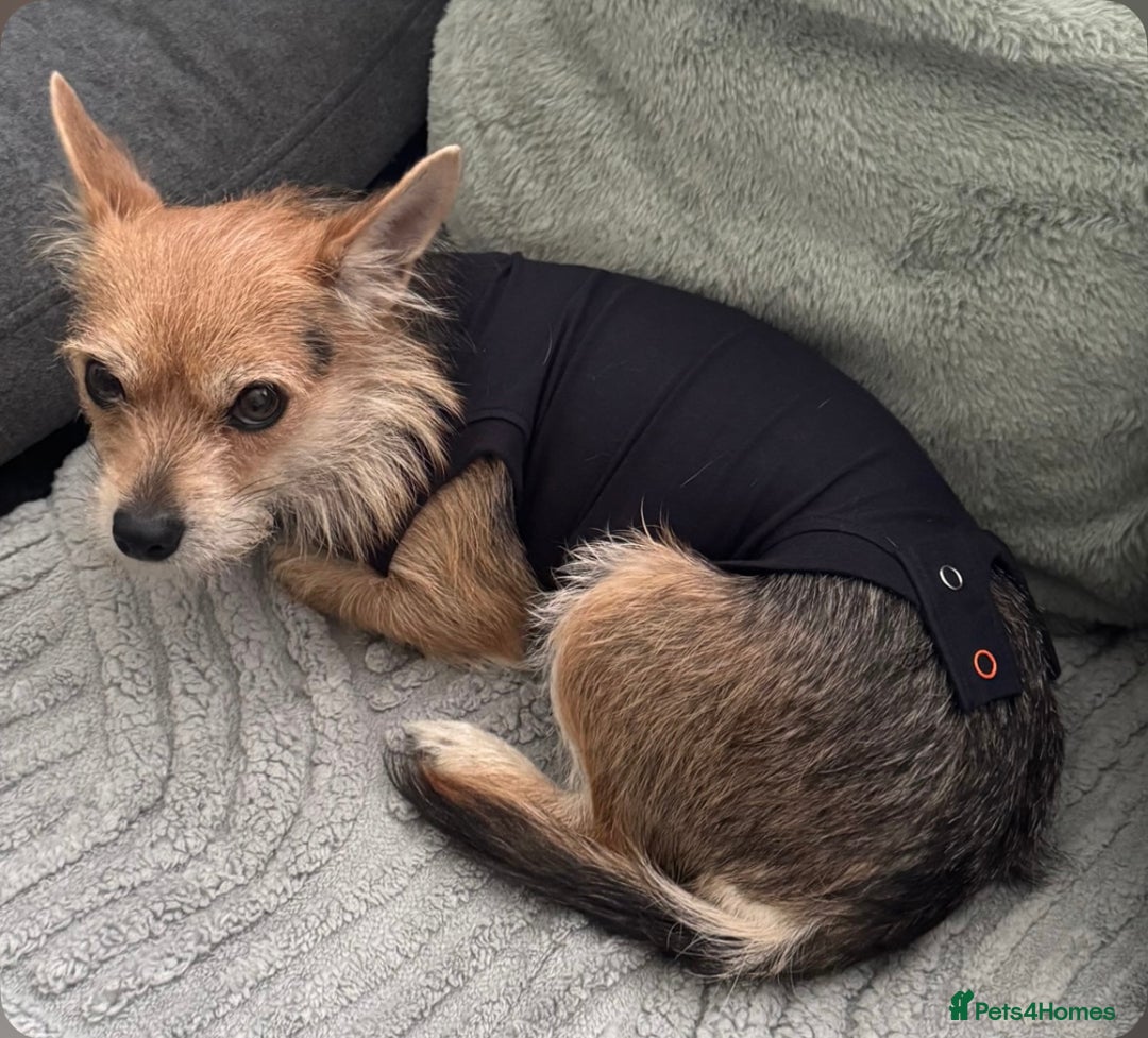 Mixed Breed dogs for sale: Mia needs a new home  - Image 1