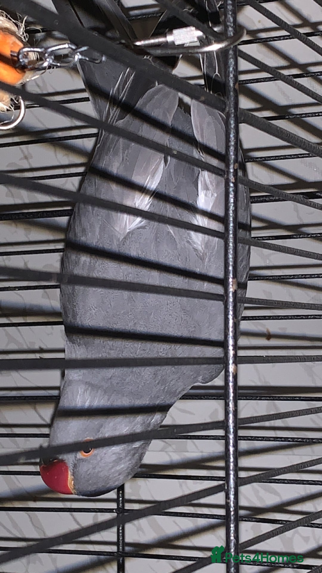 Ringnecks birds for sale: Beautiful purple/grey female Indian ringneck - Advert 4