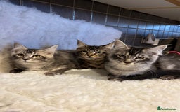 Maine Coon cats for sale: 3 Stunning Maine Coon Boys Ready To Go Now!!! - Image 15