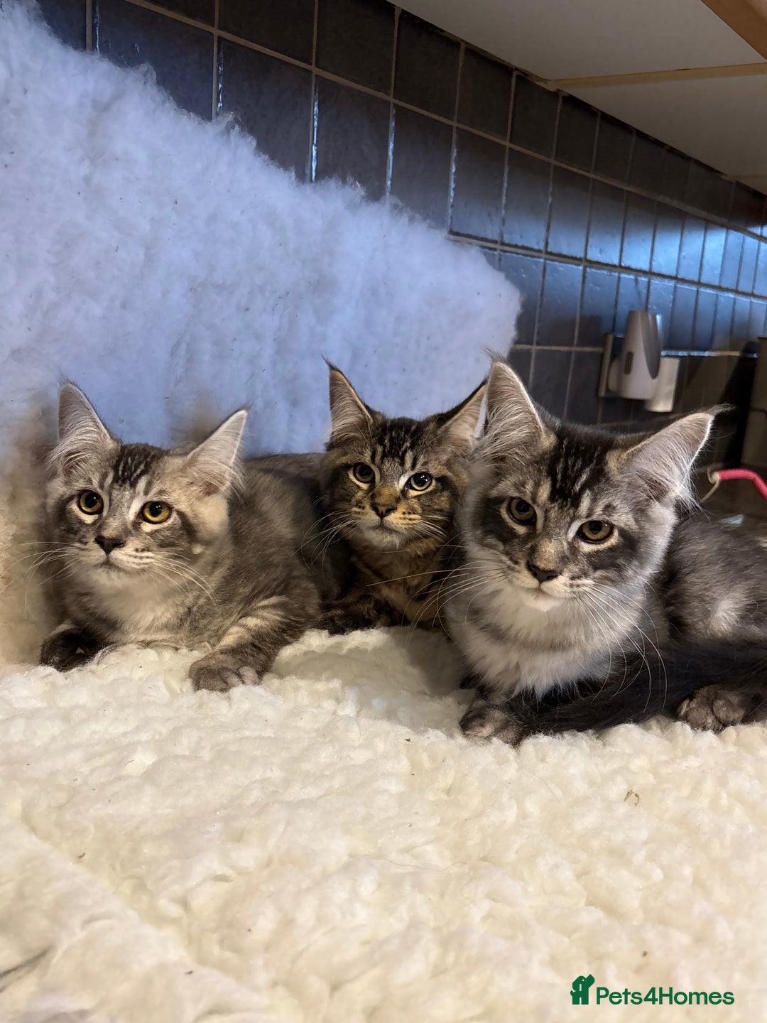 Maine Coon cats for sale: 3 Stunning Maine Coon Boys Ready To Go Now!!! - Image 15