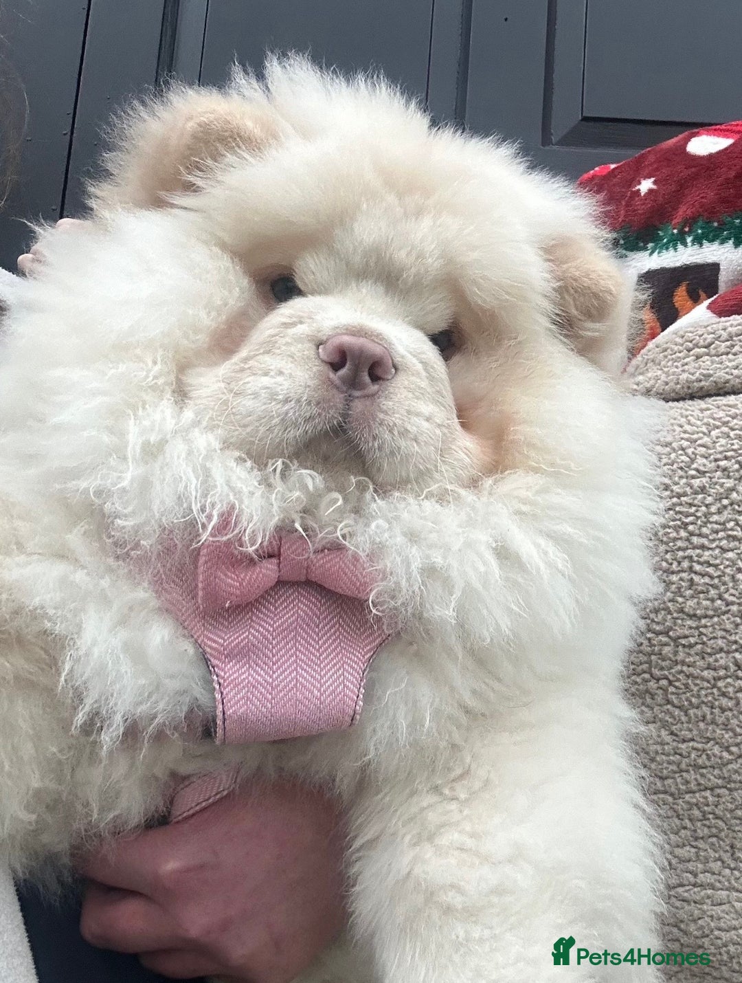 Chow Chow dogs for sale: Outstanding Quality Platinum Girl - Advert 1