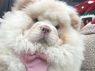 Chow Chow dogs Outstanding Quality Platinum Girl - Advert 1