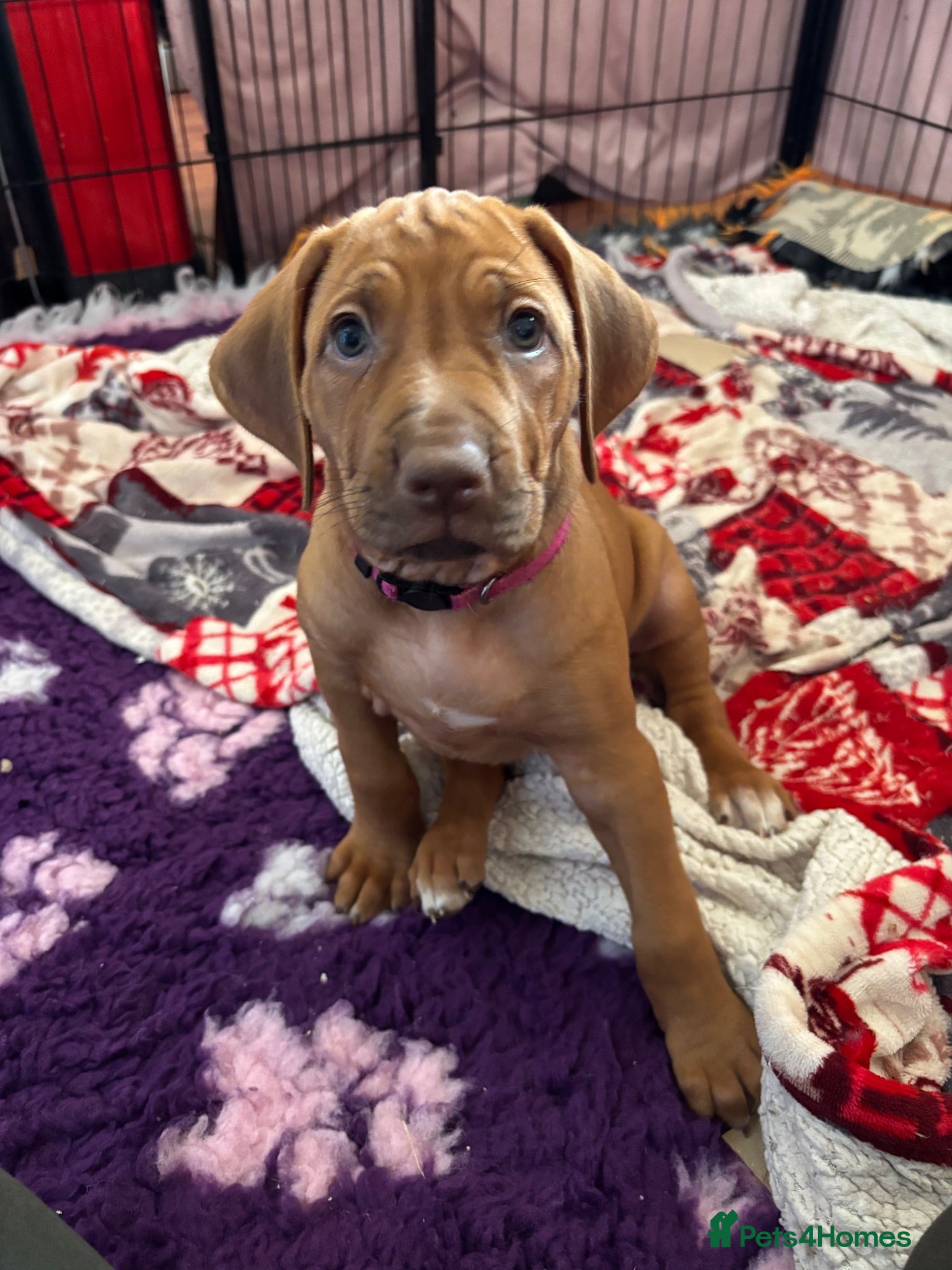 Rhodesian Ridgeback dogs Exceptionally Health Tested KC Ridgeback Puppies - Advert 2
