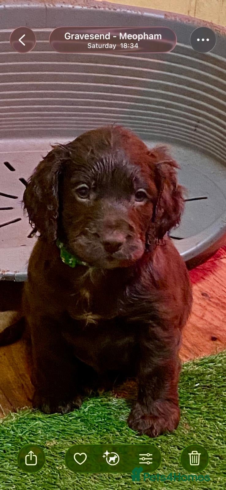 Cocker Spaniel dogs Cocker Spaniel puppies - 1 boy left! - Advert 8
