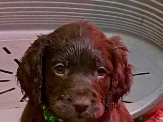 Cocker Spaniel dogs Cocker Spaniel puppies - 1 boy left! - Advert 1