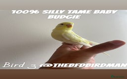 Budgerigars birds for sale: 100% SILLY TAME BABY BUDGIES - Advert 4